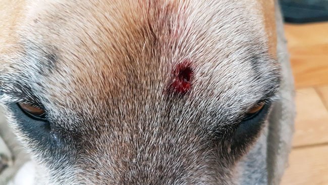 Puncture wound on a dog's forehead
