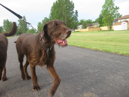 Best dogs for running - pudel pointer