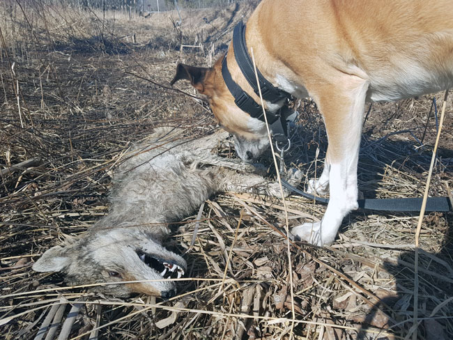 Dog sniffing a dead coyote