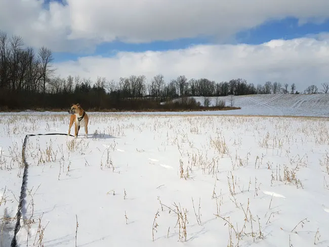 Dog in a snowy field