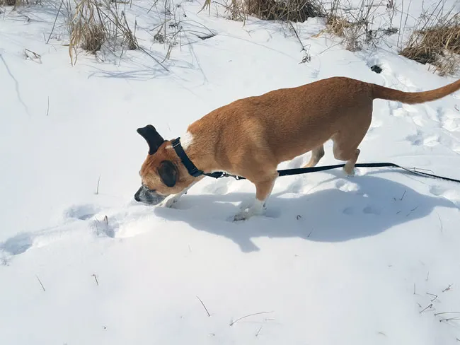 Dog sniffing coyote tracks in the snow
