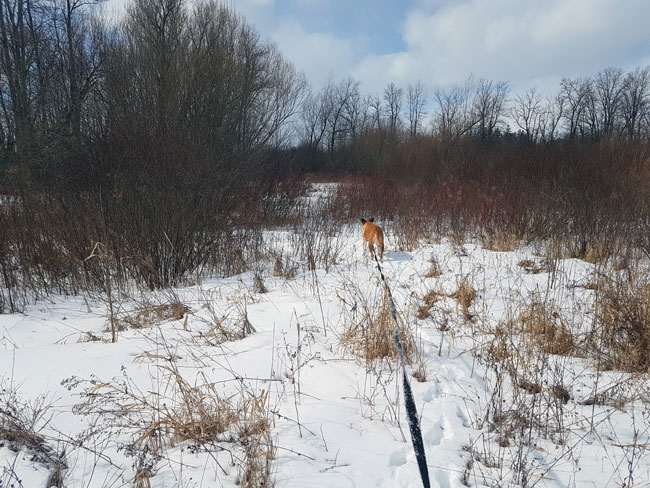 Baxter following a trail