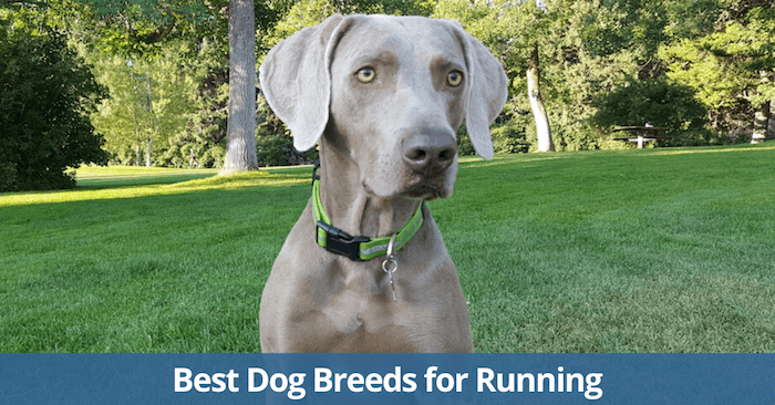 Best dogs for running
