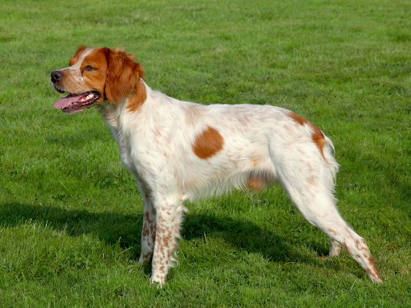 Brittany spaniel for running