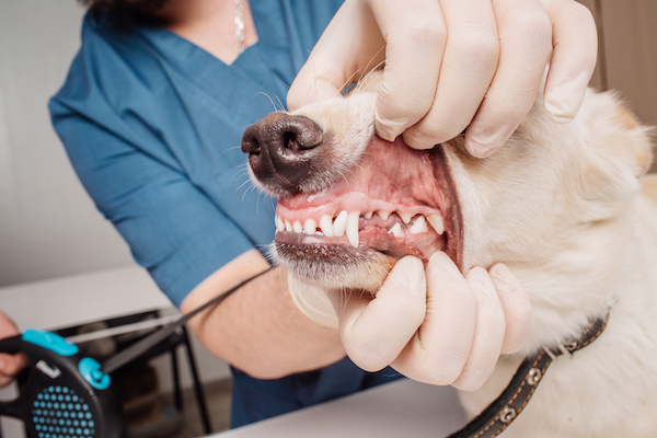Dog's dental cleaning