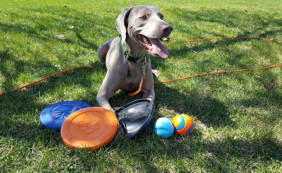Most Durable Dog Toys 2019 Best