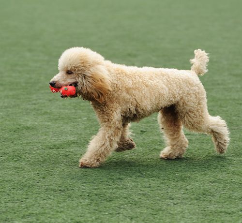 Standard poodle for running