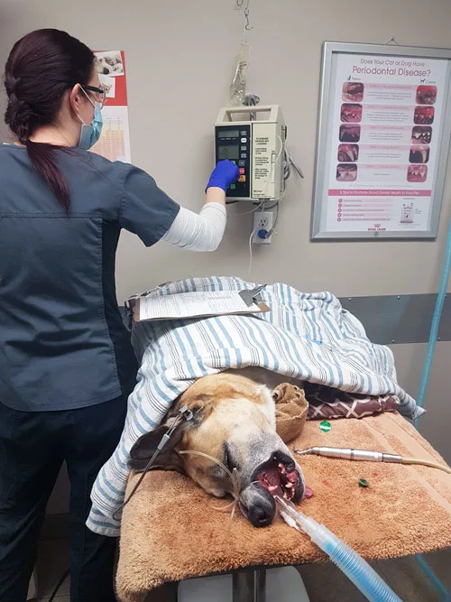 Monitoring a dog's vitals during a dental cleaning