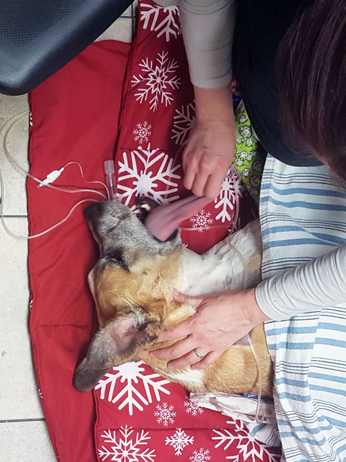 Waking a dog up after anesthesia