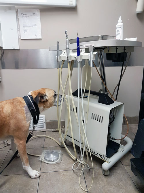 Baxter examining dental cleaning equipment