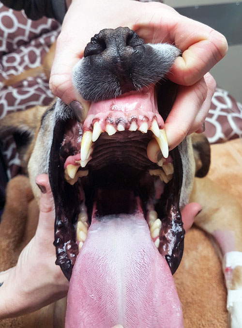 Dog mouth open wide