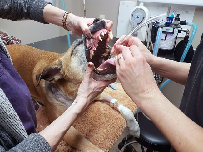 Intubating a dog
