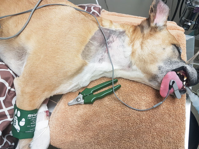Anesthetized dog