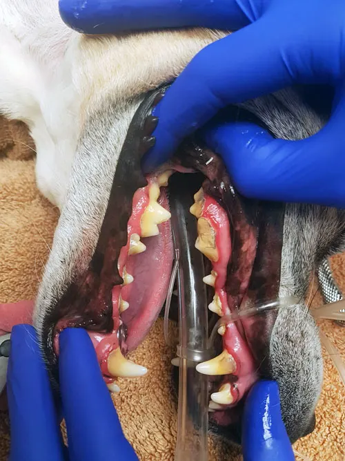 Tartar build up on a dog's teeth