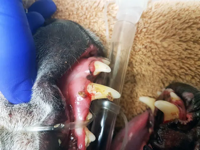 Removing tartar from a dog's teeth