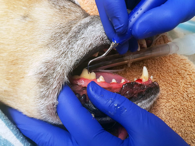 Cleaning a dog's teeth with an ultrasonic scaler