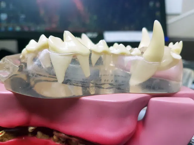 Model showing a dog's teeth and roots