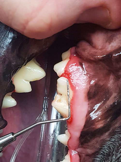 Gum recession in a dog's mouth