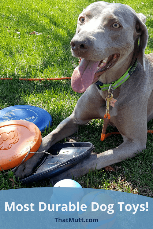 Most durable dog toys