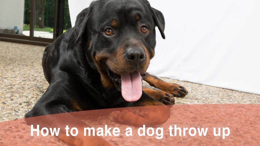 How to Make a Dog Throw Up Using Hydrogen Peroxide