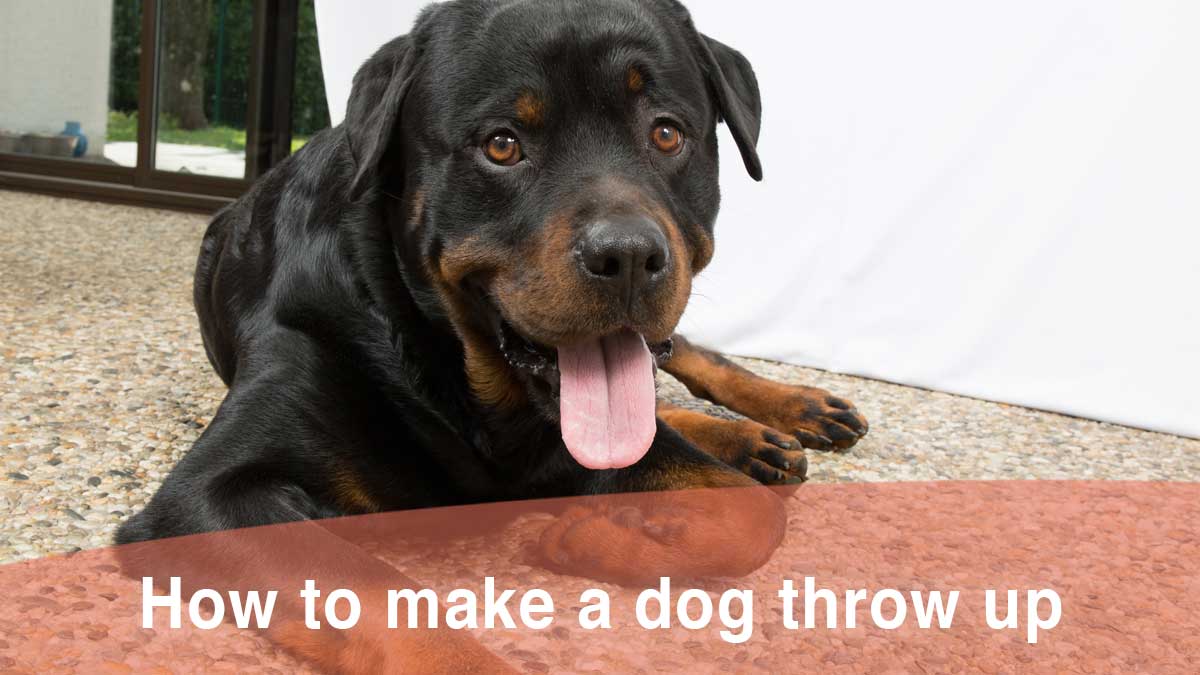 How to make a dog throw up