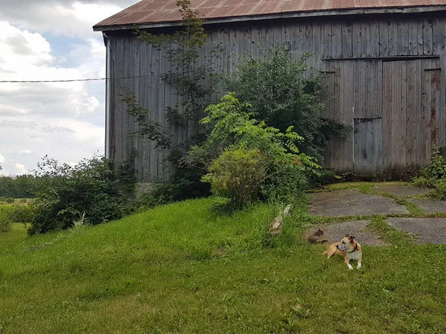 Baxter and Ralph in front of the barn