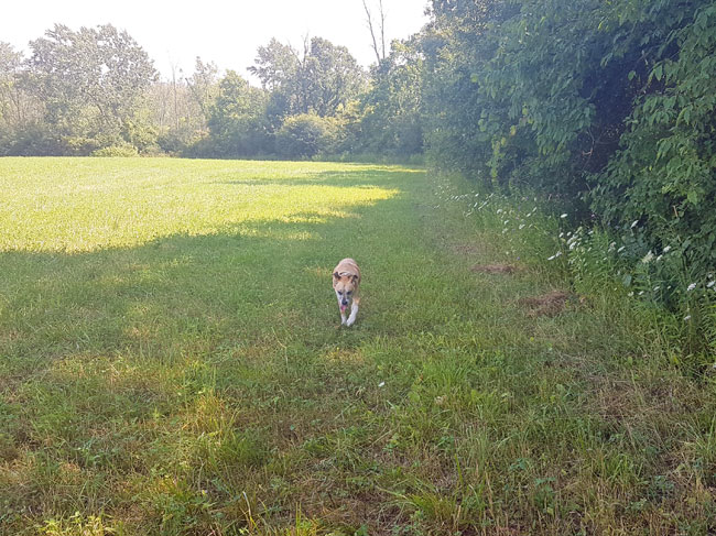 Baxter walking along the edge of a field