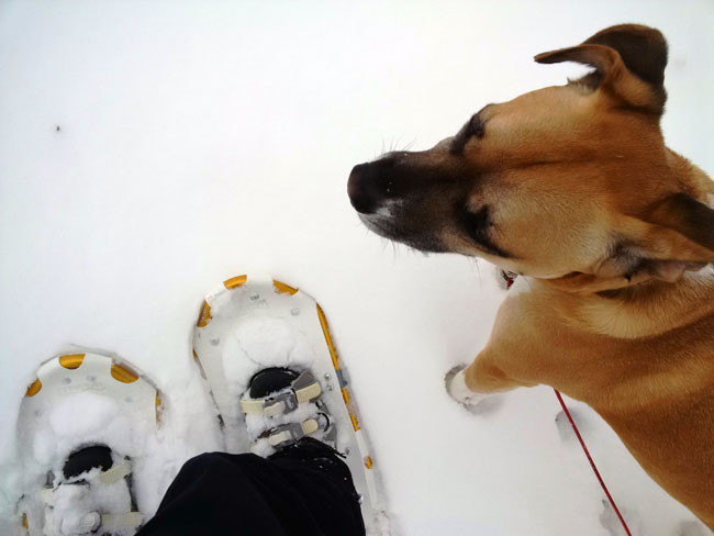 Snowshoeing with my dog