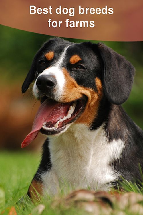 Best dog breeds for farms