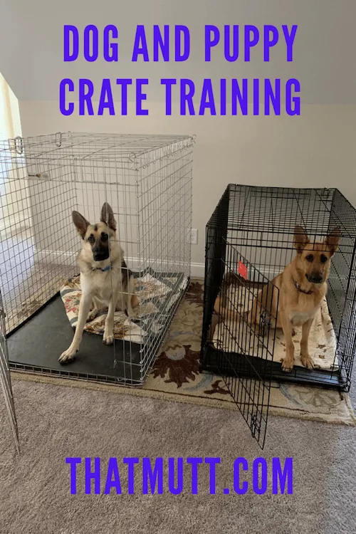 Dog and puppy crate training