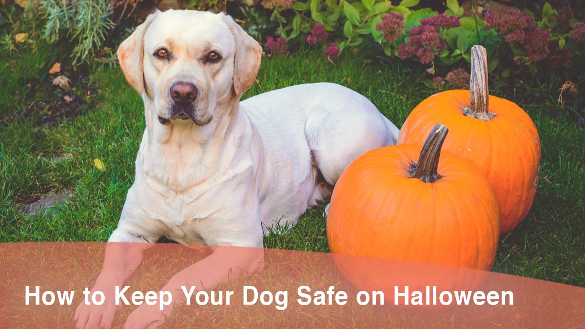 Dog halloween safety tips