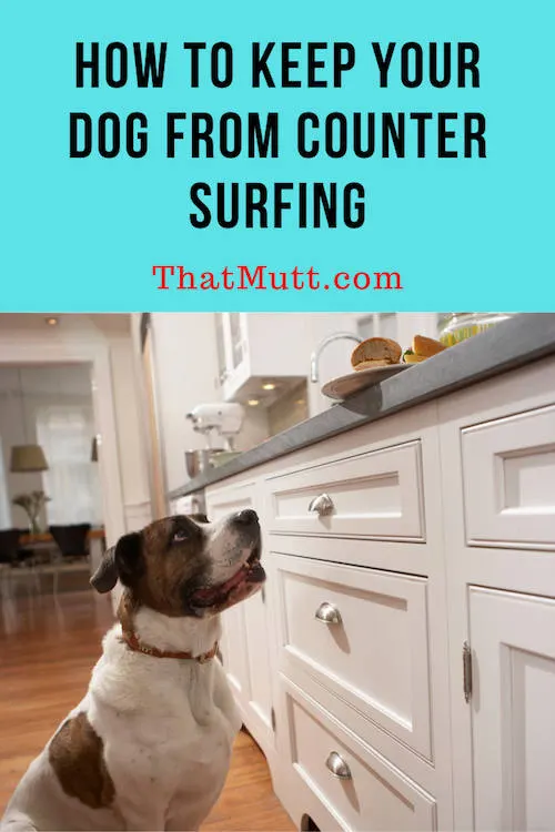 How to stop a dog from counter surfing