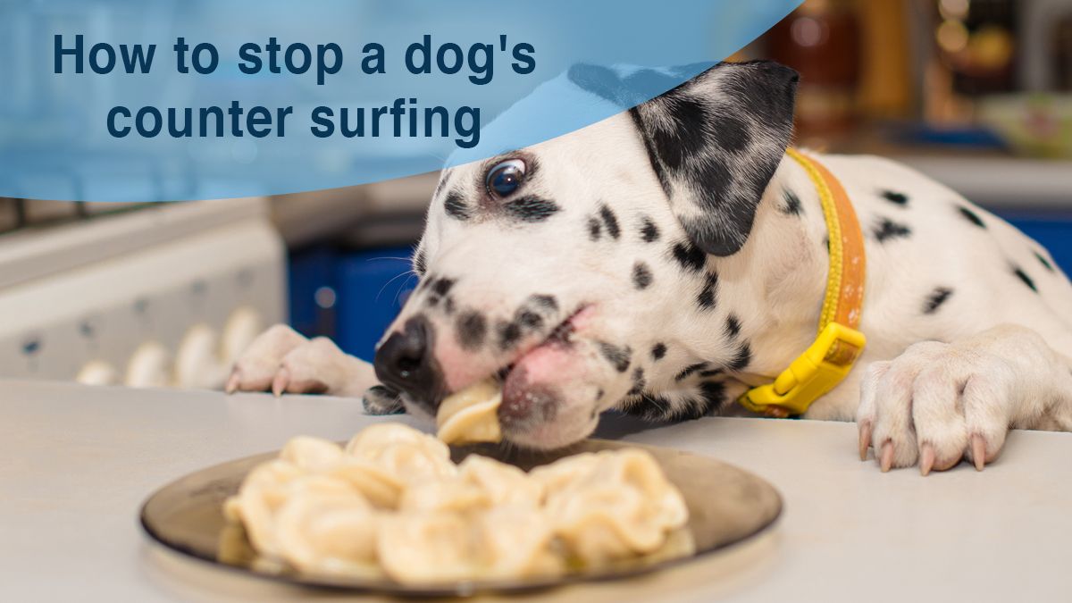 How to stop my dog from counter surfing