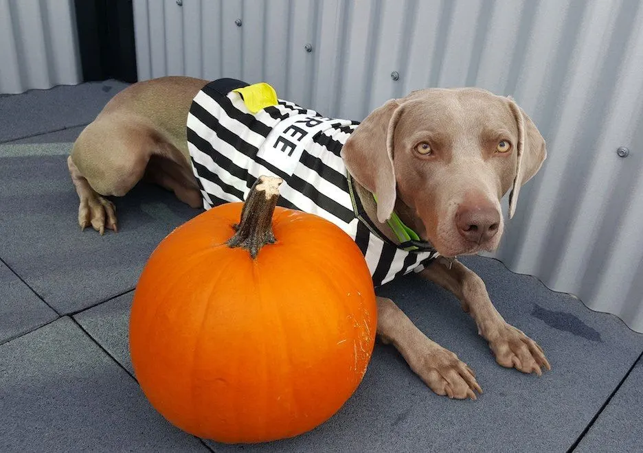 Dog in halloween costume