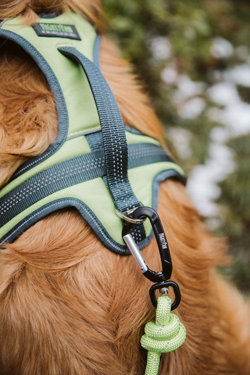 Mighty Paw harness