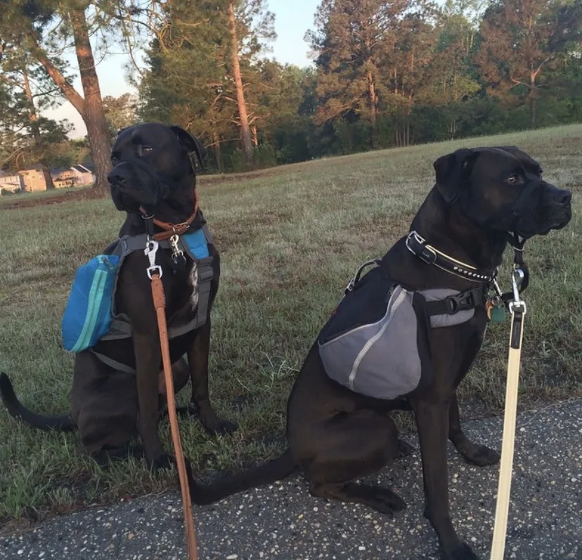 Buzz and Missy wearing their dog backpacks