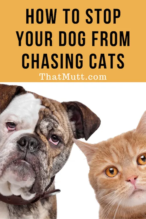 how to get a dog to not chase cats