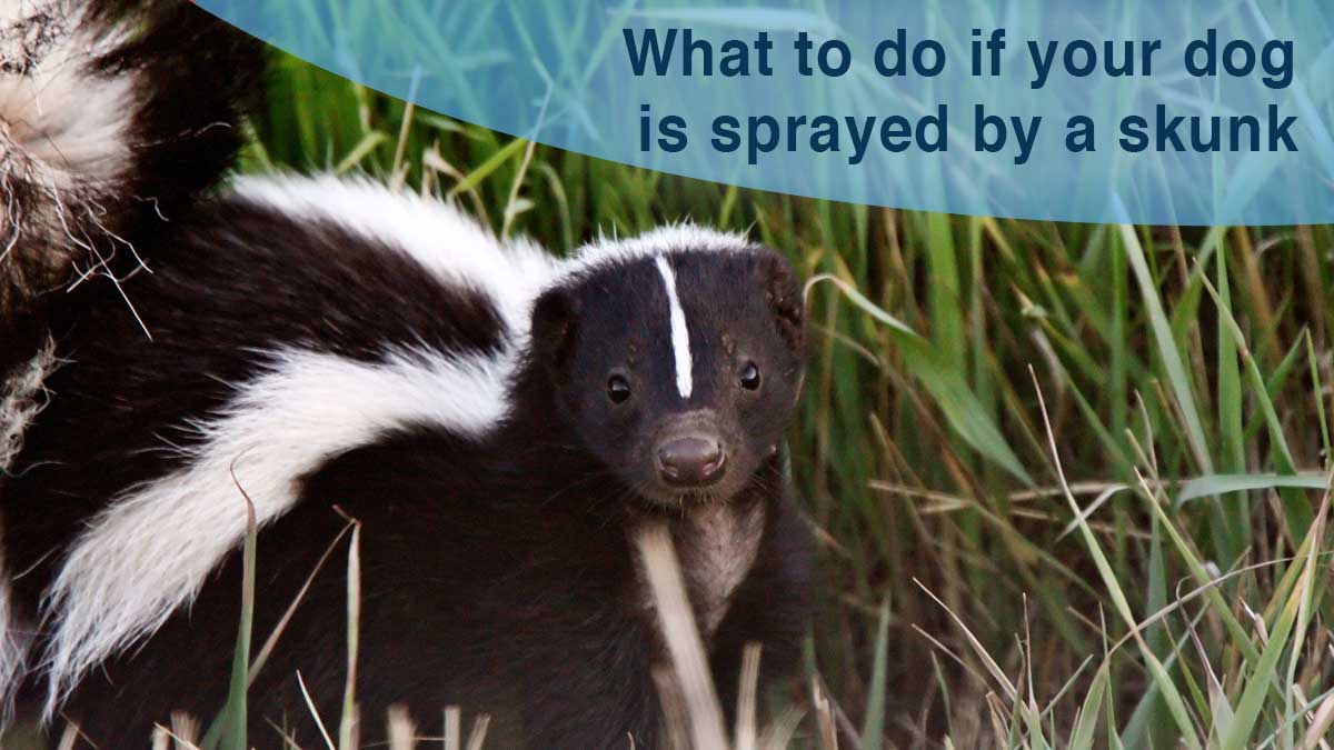 What to do if your dog is sprayed by a skunk