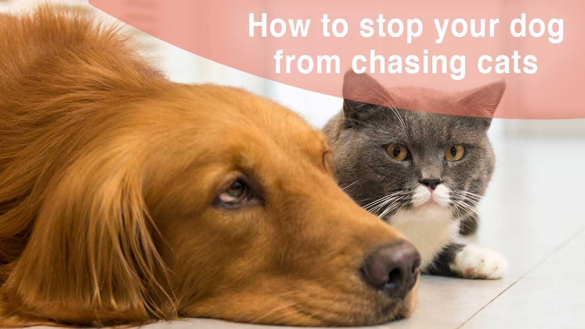 Stop dog from chasing cats