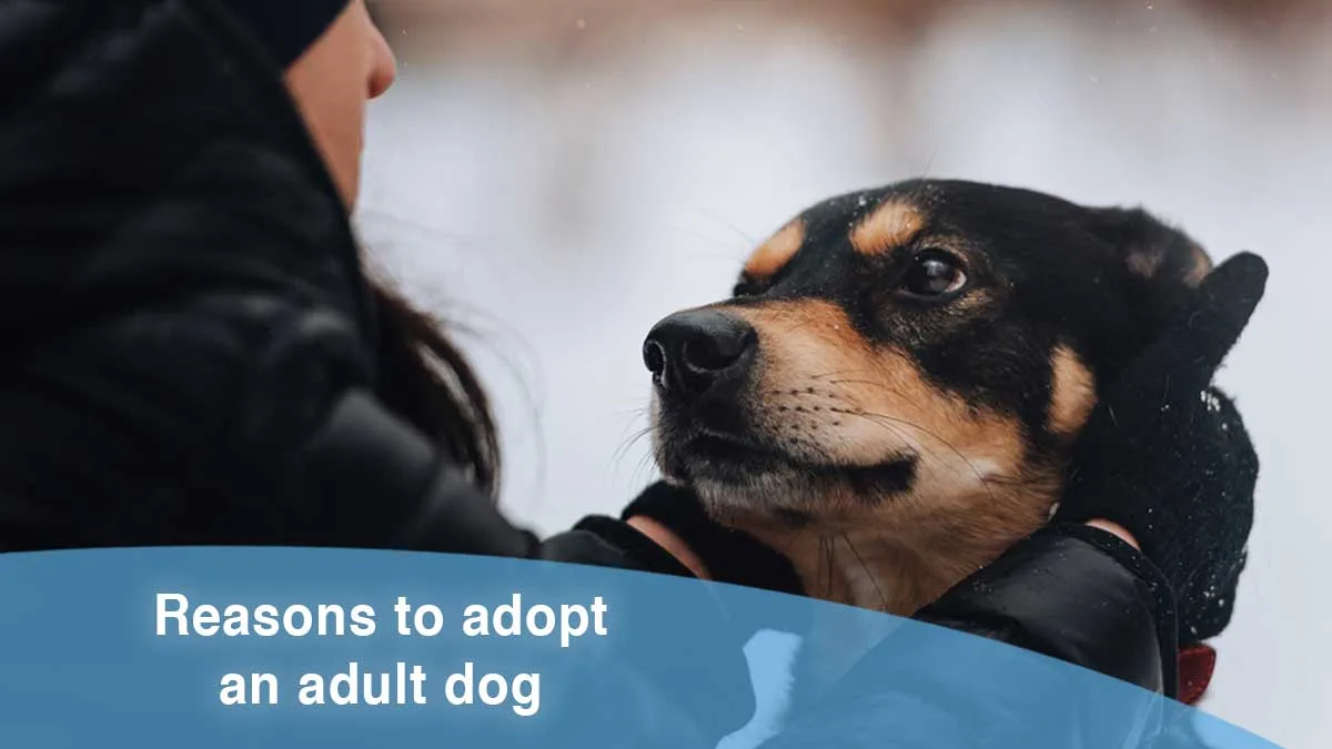 Reasons to adopt an adult dog