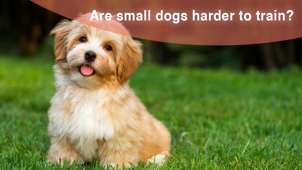 Are small dogs harder to train?