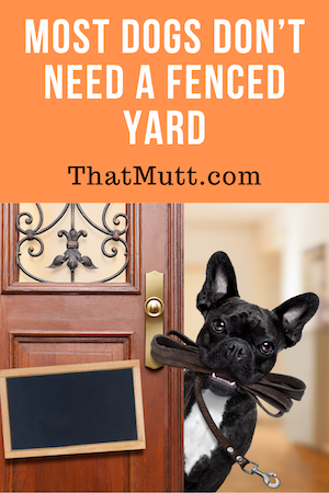 Most dogs don't need a fenced yard