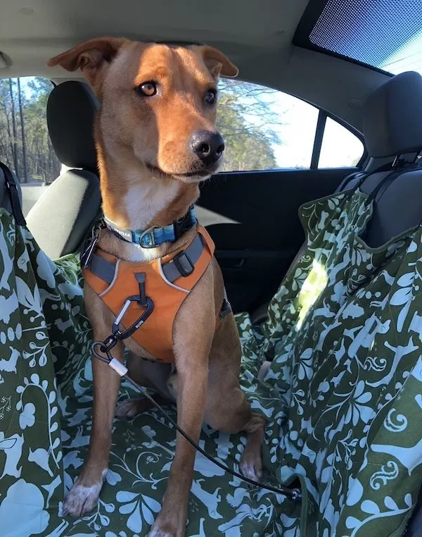 Dog seat belt to stop barking in the car