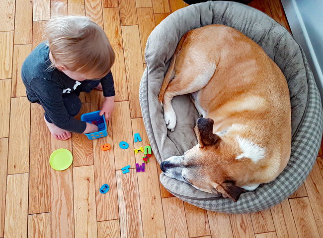 How to help a toddler and dog get along