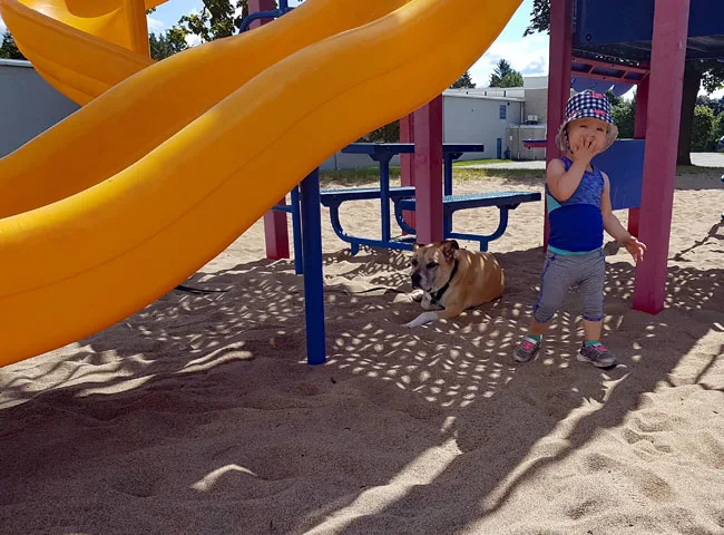 Dog lying under a playground while a child plays
