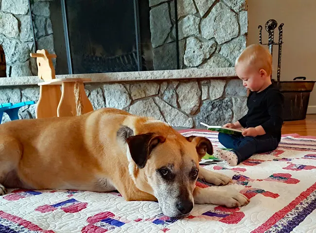 Toddler reading to a dog