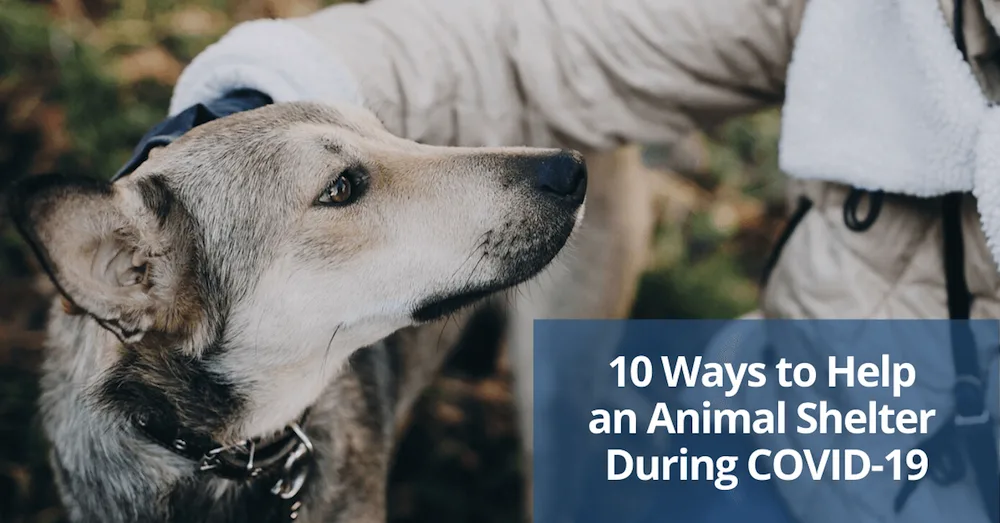 Ways to help an animal shelter