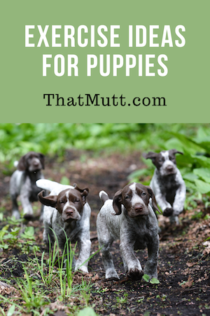 Exercise ideas for puppies