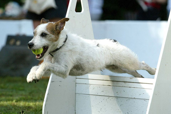What is flyball?