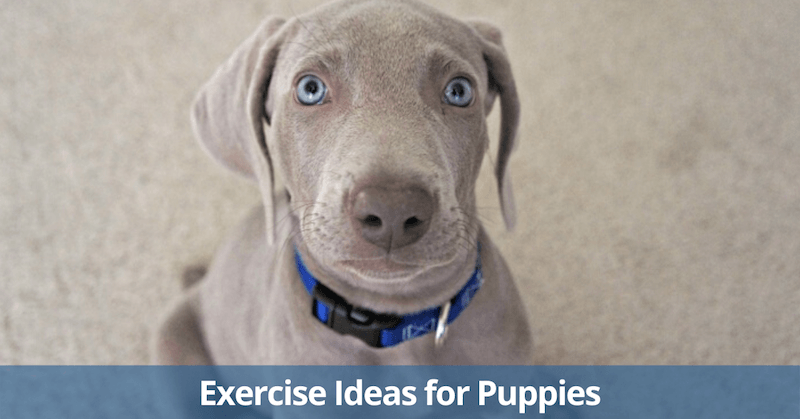Exercise Ideas for Puppies